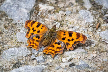 butterfly on the stone