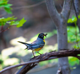 Robin with worms