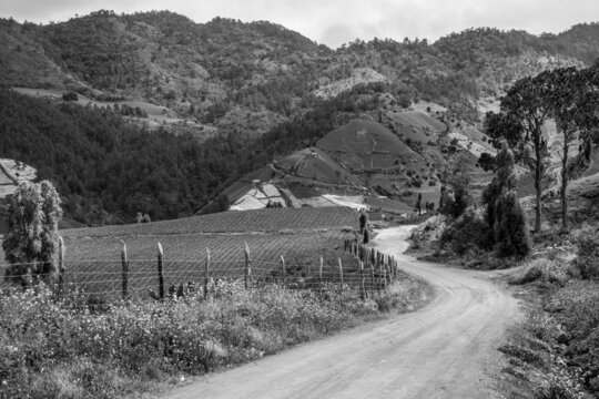 Dramatic black and white image of a countryside road in the Caribbean mountains with flowers lining the roads and onion fields in the background.