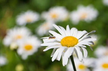 Fototapeta premium Pharmaceutical chamomile flowers growing in nature. Medicinal plant