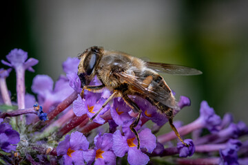 bee on a flower
