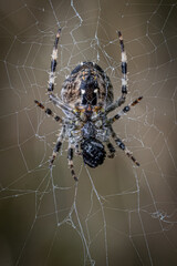 spider on web
