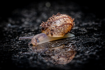 snail on the ground