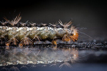 close up of caterpillar