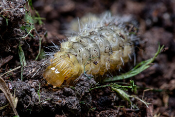 caterpillar on a leaf