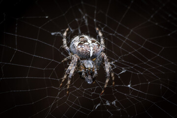 spider on the web