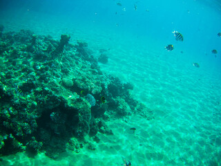 Under the water with fishes, The Red Sea, Egypt autumn