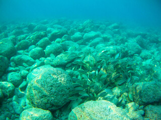Under the water with fishes, The Red Sea, Egypt autumn