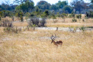 Fotobehang Impala buck antelope in Hwange National Park © Joanne