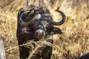 Naklejka premium cape buffalo in the savannah, close up. Hwange National Park, Zimbabwe Africa