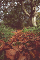 autumn in the woods