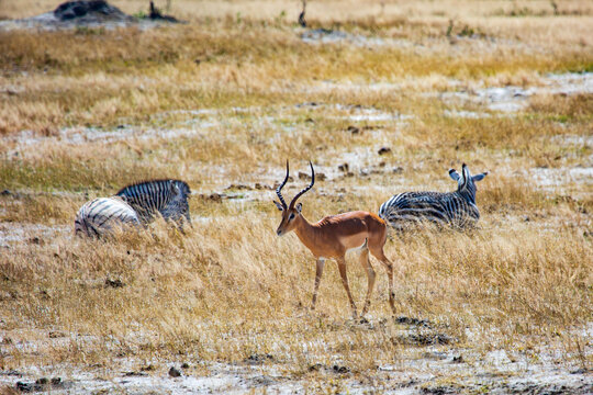 Impala buck antelope walking by a zebra in Hwange National Park, Zimbabwe Africa
