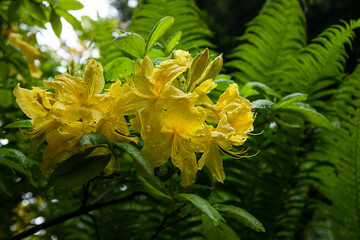 yellow rhododendron flower close-up bokeh