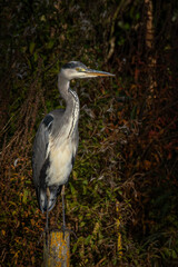 great blue heron