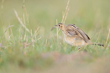The African pipit (Anthus cinnamomeus) foraging in a meadow in the evening light.
