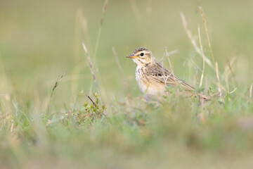 The African pipit (Anthus cinnamomeus) foraging in a meadow in the evening light.