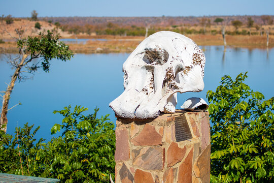 Elephant skull at Mandava Dam, Hwange National Park, Zimbabwe Africa