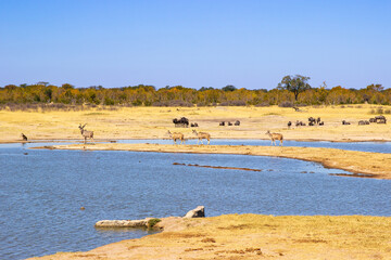 Fototapeta na wymiar Greater Kudu antelope, wildebeest, baboon at watering hole. Nyamandlovu Pan, Hwange National Park, Zimbabwe Africa