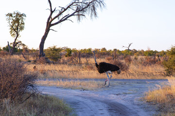 ostrich bird walking in the savannah, Hwange national park, Zimbabwe Africa - obrazy, fototapety, plakaty