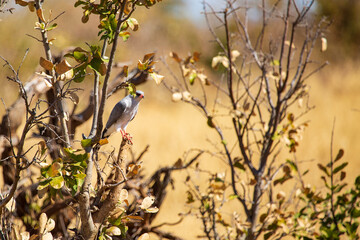 Oxpecker bird (Buphagus) on branch, Hwange National Park, Zimbabwe Africa
