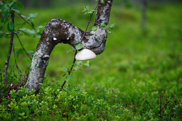 tree tick

