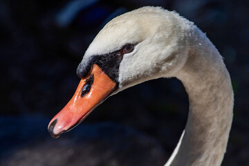 A closeup portrait of a Mute Swan with good eye color detail, bill structure detail and small feathering that grows upon its large black knob on the bill.