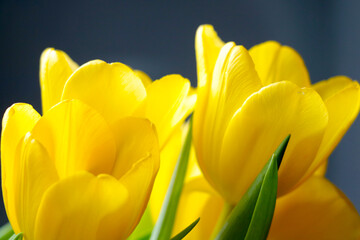Naklejka premium Close-up of the yellow blooming tulips in the park.