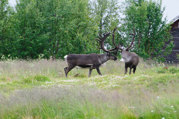 reindeers in field