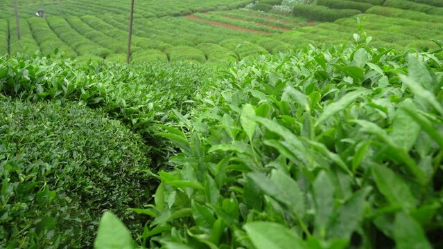 Tea plant grown in the Black Sea. While the tea is being harvested. Raindrops on the tea.