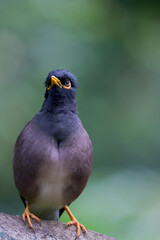 Common starling perched on a branch