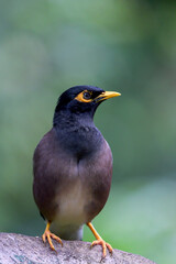 Common starling perched on a branch