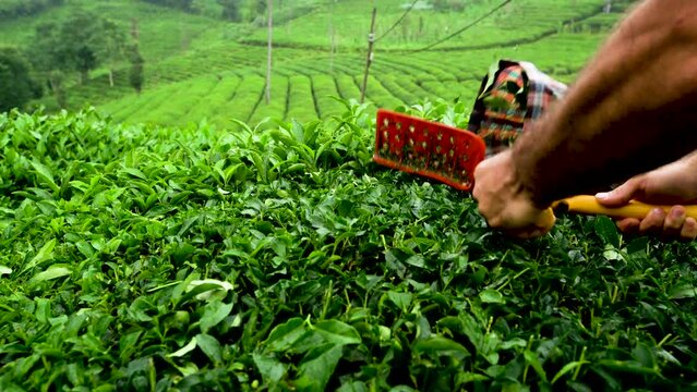 Tea plant grown in the Black Sea. While the tea is being harvested. Raindrops on the tea.