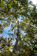 Fototapeta premium Eiffel Tower looking through leaves in Paris, France