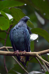 Nicobar pigeon (Caloenas nicobarica ) perched on the trees