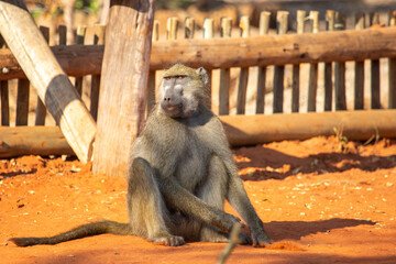 Baboon sitting on the ground. Taken at the Wild Horizon Trust Conservation Area near Victoria Falls, Zimbabwe Africa