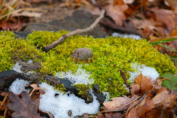 On the green moss lies snow in the forest.