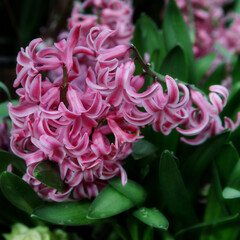 Close up view of hyacinth forming a background of pretty pink flowers. Hyacinth Orientalis blooms