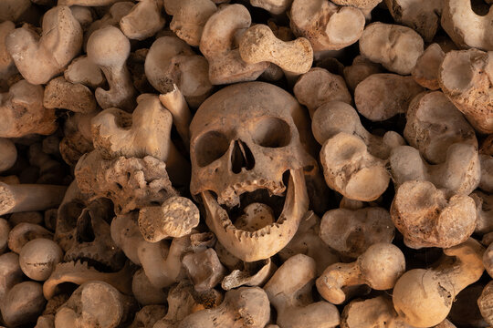 calaveras  esqueletos catacumbas