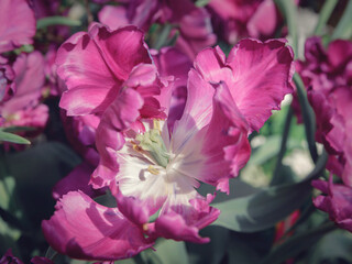 Delicate pink tulips in the garden on a natural green background. Selective soft focus.