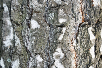The trunk of a birch tree. Black and white stripes and cracked natural texture of Russian birch bark. High quality photo