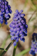 blue hyacinth flower