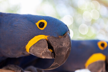 Hyacinth Macaw (Anodorhynchus hyacinthinus) in a zoo, Miami, Florida, USA