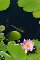 Pink water lily in a pond, Fairchild Tropical Garden, Miami, Florida, USA