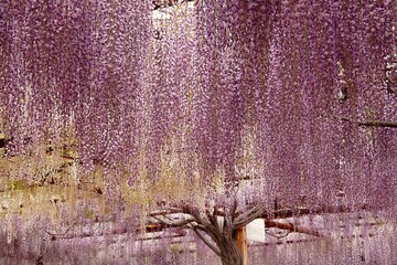 Purple Wisteria Blossom in Okayama, Japan