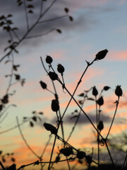 On a beautiful winter night, the sun sets and the sky turns beautiful colors.
