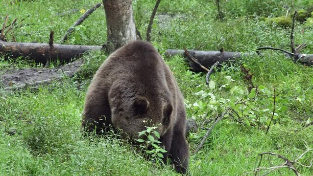 Brown bear eating green plants and looking around on a meadow in Latvia.