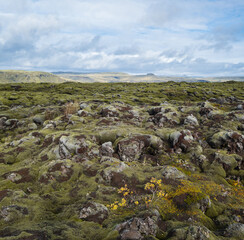 Scenic autumn green lava fields near Fjadrargljufur  Canyon in Iceland. Green  moss on volcanic lava stones.  Unique lava fields growth after Laki volcano eruption.