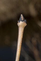 Macro photo of buds of European ash (Fraxinus excelsior).