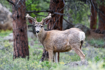Wild Deer on the High Plains of Colorado. Mule deer buck in late spring.