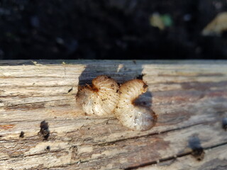 rose beetle larva, Cotinis mutabilis